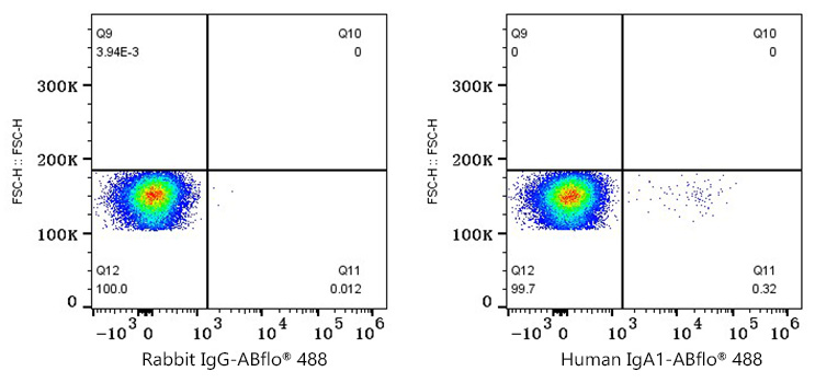 ABflo® 488 Rabbit anti-Human IgA1 mAb