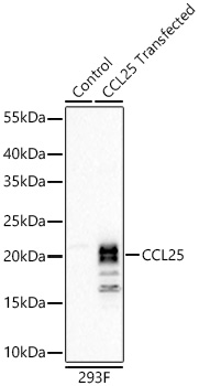 CCL25 Rabbit mAb