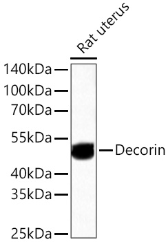 Decorin Rabbit mAb