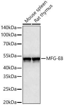 MFG-E8 Rabbit mAb