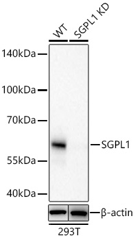 [KD Validated] SGPL1 Rabbit mAb