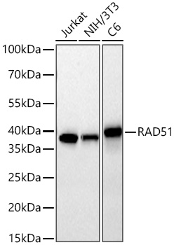 RAD51 Rabbit mAb