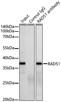 RAD51 Rabbit mAb