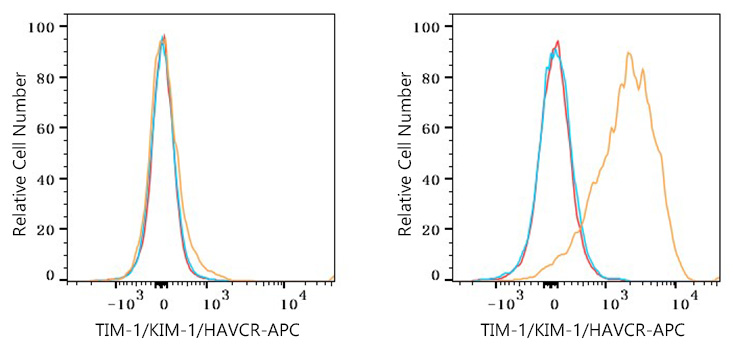 APC Rabbit anti-Mouse TIM-1/KIM-1/HAVCR mAb