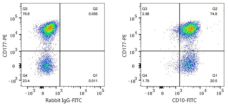 FITC Rabbit anti-Human CD10 mAb