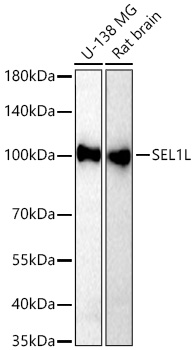 SEL1L Rabbit mAb