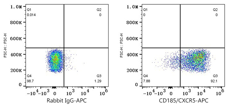 anti CXCR5 Antibody
