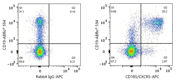 anti CD185 antibody