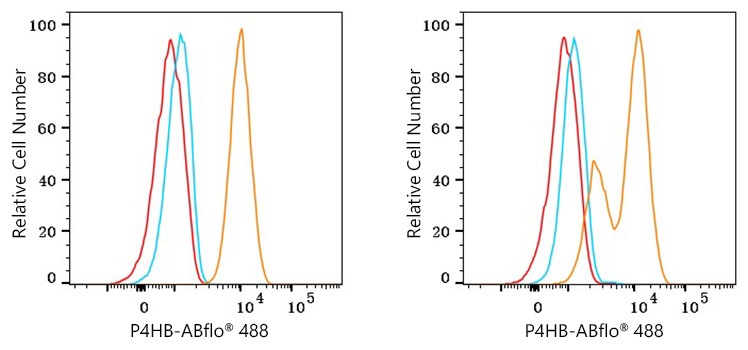 ABflo® 488 Rabbit anti-Human P4HB mAb