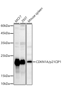 CDKN1A/p21CIP1 Rabbit pAb