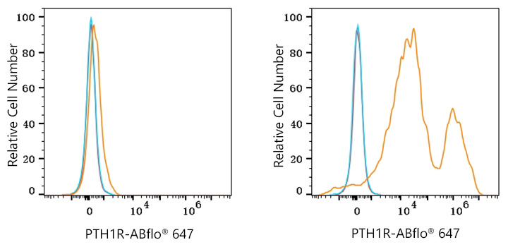 ABflo® 647 Rabbit anti-Human PTH1R mAb