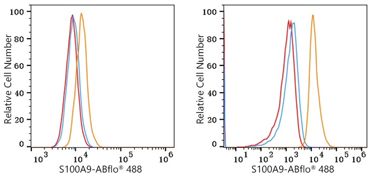 ABflo® 488 Rabbit anti-Mouse S100A9 mAb