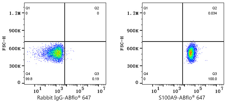 ABflo® 647 Rabbit anti-Mouse S100A9 mAb