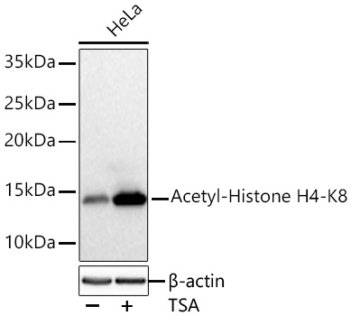 Acetyl-Histone H4-K8 Rabbit mAb