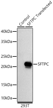 SFTPC Rabbit PolymAb®