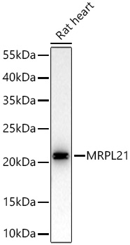 [KD Validated] MRPL21 Rabbit mAb