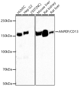 ANPEP/CD13 Rabbit mAb