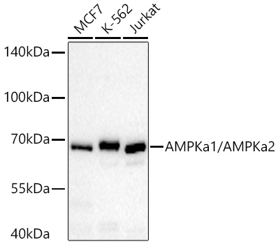 AMPKa1/AMPKa2 Mouse mAb