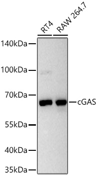 cGAS Mouse mAb