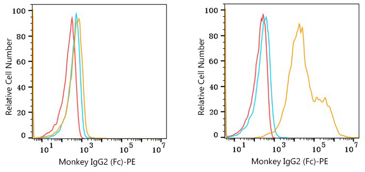 PE Rabbit anti-Monkey IgG2 (Fc) mAb