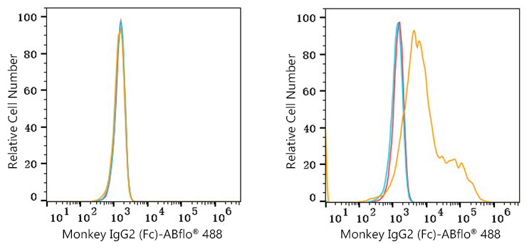 ABflo® 488 Rabbit anti-Monkey IgG2 (Fc) mAb