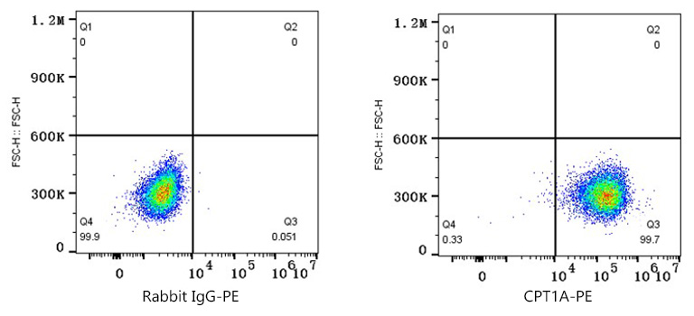 PE Rabbit anti-Human CPT1A mAb