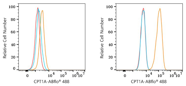 ABflo® 488 Rabbit anti-Human CPT1A mAb