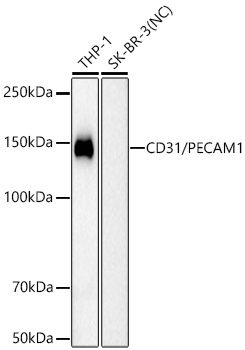 CD31/PECAM1 Mouse mAb