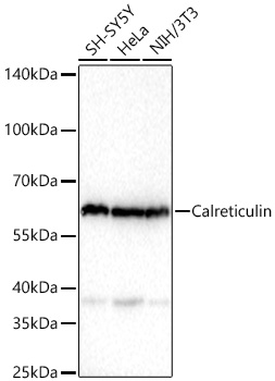 Calreticulin Mouse mAb