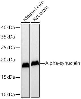 Alpha-synuclein Mouse mAb