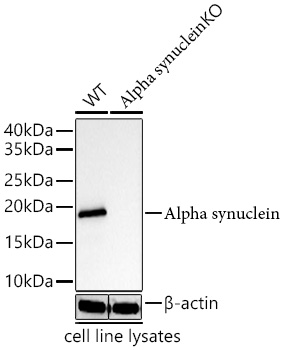 [KO Validated] N-terminal alpha-synuclein mAb [MJFF-B-3A4]