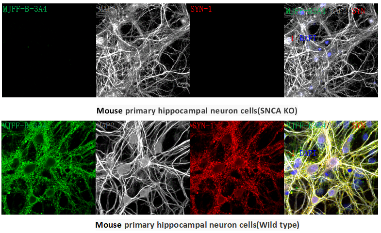 KO Validated] N-terminal alpha-synuclein mAb [MJFF-B-3A4]