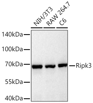 Ripk3 Mouse mAb