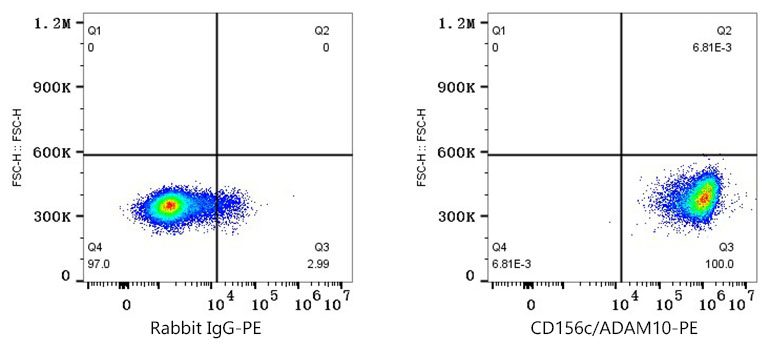 anti ADAM10 Antibody