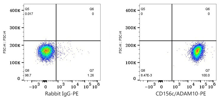 anti CD156c Antibody