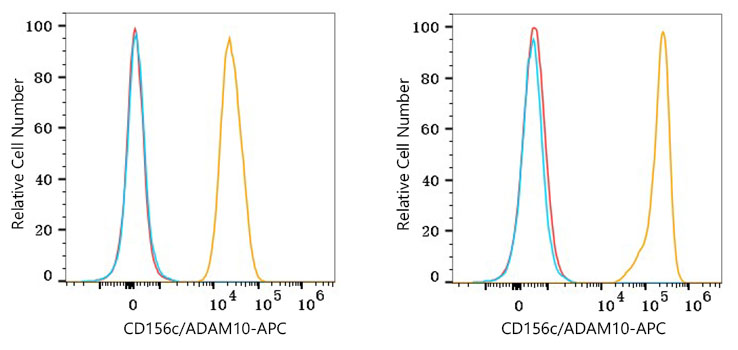 ADAM10 Antibody