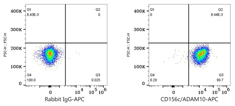 anti ADAM10 Antibody