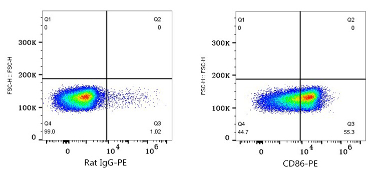 PE Rat anti-Mouse CD86 mAb