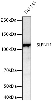 SLFN11 Rabbit mAb