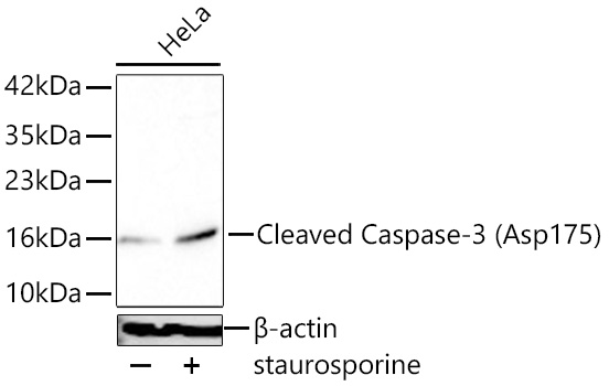 Cleaved Caspase-3 (Asp175) Rabbit mAb