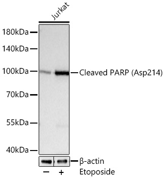 Cleaved PARP (Asp214) Rabbit mAb