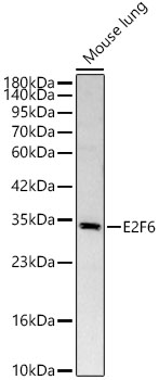 E2F6 Rabbit pAb