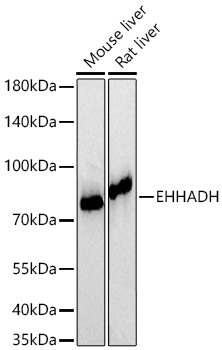 EHHADH Rabbit mAb