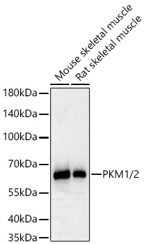 PKM1/2 Rabbit PolymAb®