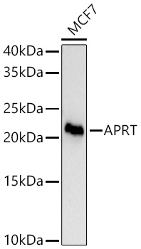 [KD Validated] APRT Rabbit mAb