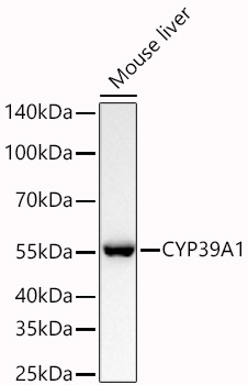 CYP39A1 Rabbit mAb