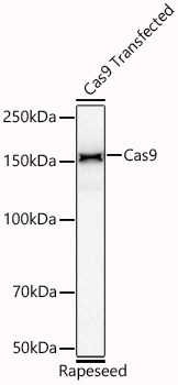 Cas9 Rabbit mAb