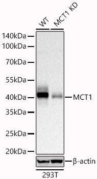 [KD Validated] MCT1 Rabbit mAb