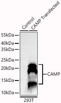 CAMP Rabbit mAb