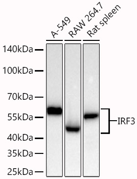 [KO Validated] IRF3 Rabbit mAb